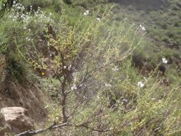 Jamesbrittenia lesutica old, ragged bush